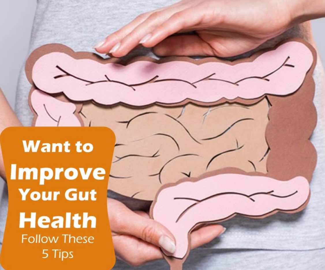 Diagram of a gut