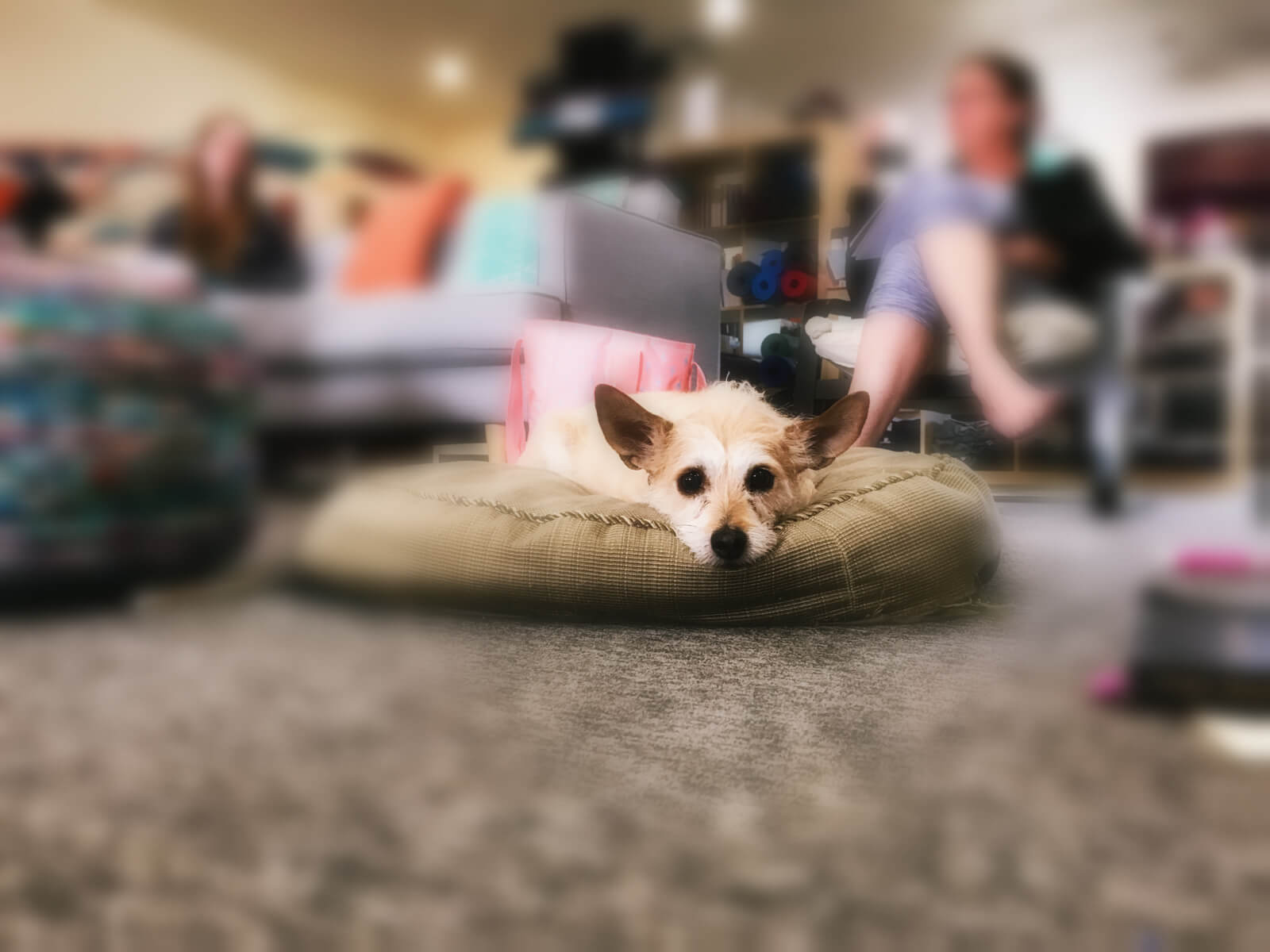 a photo of Sasha, a small dog, on her bed